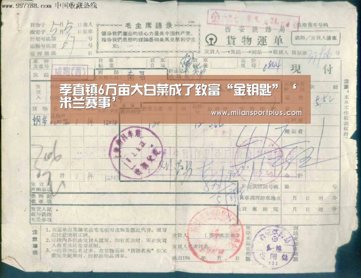 孝直镇6万亩大白菜成了致富“金钥匙”‘米兰赛事’(图1) 米兰赛事